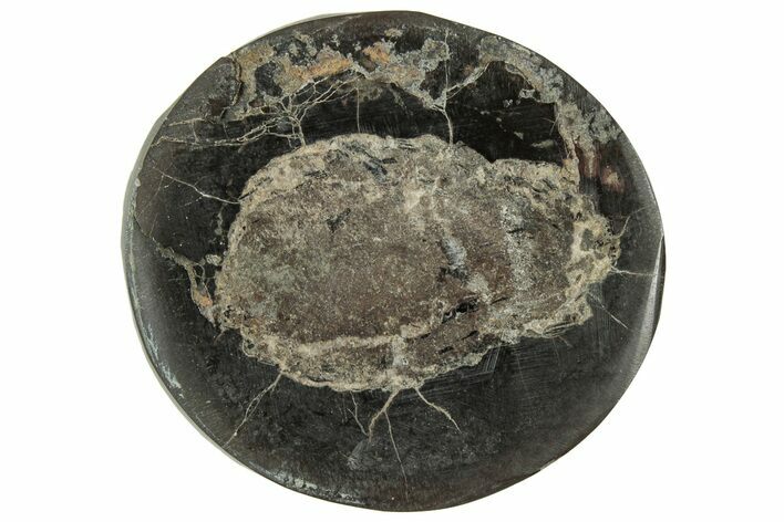 Polished Fish Coprolite (Fossil Poo) Nodule Half - Scotland #314910